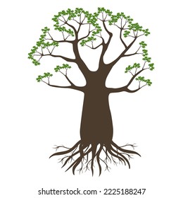 Baobab tree with leaves and roots on a white background.