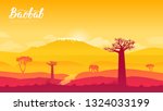 baobab tree in Namibia, Africa land page wallapapers design concept. Sunrise over the savanna and grass fields in central Kruger National Park in South Africa