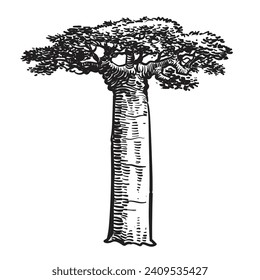 Baobab tree sketch,Safari Tree,Vector Illustration. 
