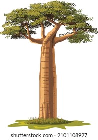 baobab tree - A unique tree of Madagascar, vector illustration isolated on a white background  svg