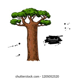 Baobab tree vector drawing. Isolated hand drawn botanical  illustration on white background. Great for banner, poster, label