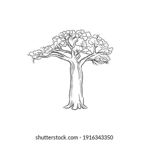 baobab tree vector hand drawn art