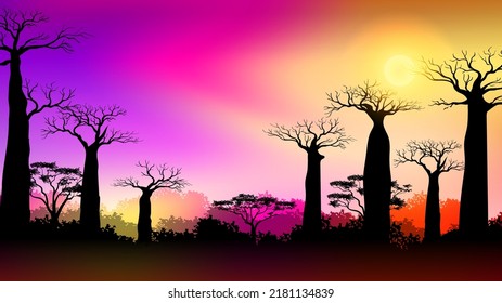 Baobab trees in Africa savanna landscape at Sunset with Colorful gradient sky