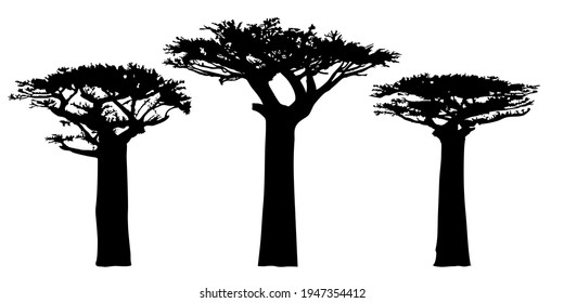 Baobab trees silhouette. Angola national tree symbol. Baobabs outlines. Black shapes on a white background. Vector.
