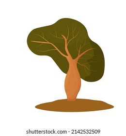 Baobab vector stock illustration. Boab. Isolated on a white background.