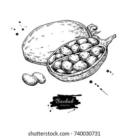 Baobab vector superfood drawing. Isolated hand drawn  illustration on white background. Organic healthy food. Great for banner, poster, label