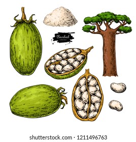 Baobab vector superfood drawing. Organic healthy food sketch. Great for banner, poster, label. Isolated hand drawn  illustration on white background svg