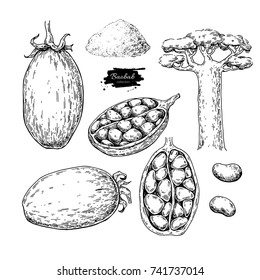 Baobab vector superfood drawing set. Isolated hand drawn  illustration on white background. Organic healthy food. Great for banner, poster, label