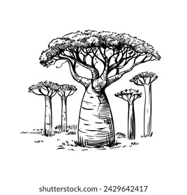 Baobabs, African landscape, sketch illustration, hand drawn, black outline, engraving style