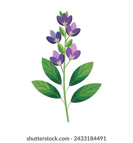 Baptisia Flower Illustration on White Background