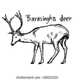 barasingha deer - vector illustration sketch hand drawn with black lines, isolated on white background