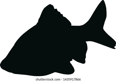 Barb Fish, Swiming Underwater Sea, Puntius Tetrazona