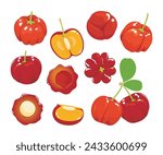 Barbados cherry Red acerola cherry fruits