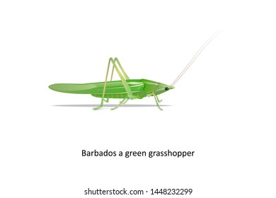 Barbados a green grasshopper on white background.shadow is under.file for all graphic and art
