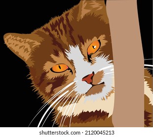 Gambar gambar kucing comel