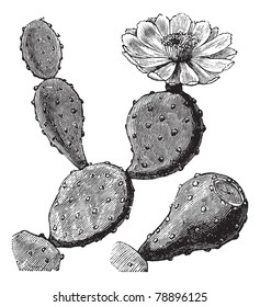 Barbary Fig or Indian Fig Opuntia or Prickly Pear or Opuntia ficus-indica, vintage engraving. Old engraved illustration of a Barbary Fig showing flower (top right). Trousset encyclopedia (1886 - 1891)