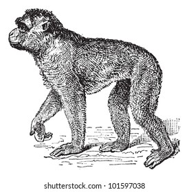 Barbary Macaque or Macaca sylvanus, vintage engraved illustration. Dictionary of Words and Things - Larive and Fleury - 1895