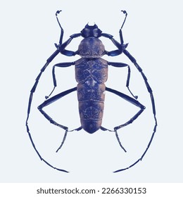 Barbel beetle in violet colors. Realistic illustration isolated on white background.