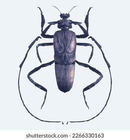 Barbel beetle in violet colors. Realistic illustration isolated on white background.