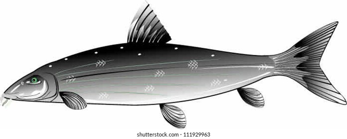 Barbel silhouette