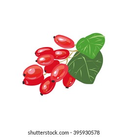 Barberis with leaves vector illustration