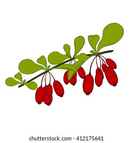 Barberries branch on white background. Hand drawn berries. Vector illustration.