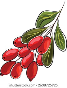 barberry autumn element doodle marker style