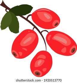 Barberry, berberis isolated icon, red berries with green leaves, hand draw doodle style for healthy vegetarian vitamine food. Vector illustration