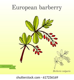 Barberry Berberis vulgaris branch with berries. Hand drawn botanical vector illustration