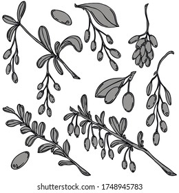 Barberry berry black line vector