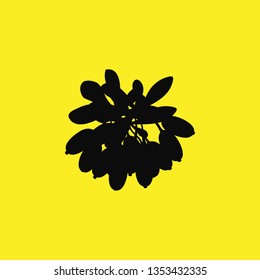 barberry berry icon vector