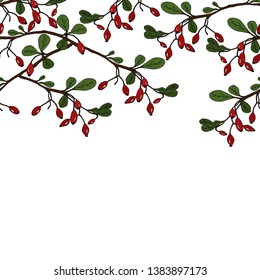 Barberry border. Hand drawn twig.