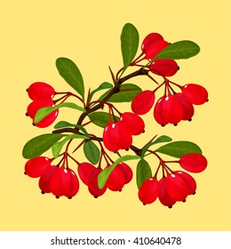 barberry branch