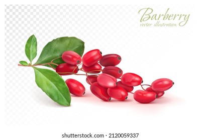 Barberry branch on a transparent background. Vector illustration.