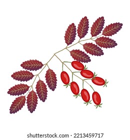 Brombeerzweig auf weißem Hintergrund. Vektorgrafik. Helle Beeren und Beeren.