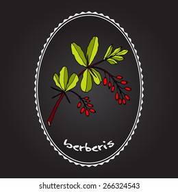 barberry branch. Vector illustration 