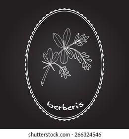 barberry branch. Vector illustration 