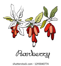 Barberry branch.Handwriting . Hand drawn sketch, graphics illustration