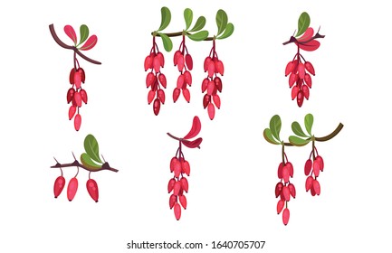 Barberry Bunches Hanging from Green Twigs Vector Set.