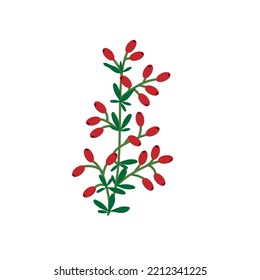 Barberry bush isolated on white background. Red berries and green lives in vector illustration. Perfect for greeting cards, winter decorations. 