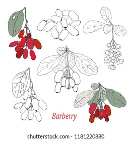 
Barberry. Collection of linear sketches of  barberry. Barberry on branches, flowers of barberry and separate berries. Hand-drawn vector illustration .Isolated floral elements.   Clipart