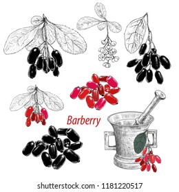 
Barberry. A collection of sketches of barberry. Barberry on branches, flowers of barberry and separate berries.
Hand-drawn vector 
illustration in vintage style. Isolated design elements. 