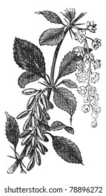Barberry or European Barberry or Jaundice Berry or Ambarbaris or Berberis vulgaris, vintage engraving. Old engraved illustration of a Barberry plant showing flowers and berries.