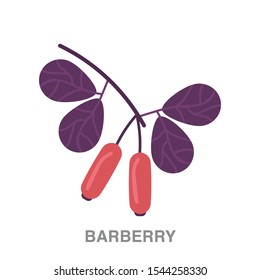 Barberry flat icon on white transparent background. You can be used barberry icon for several purposes.