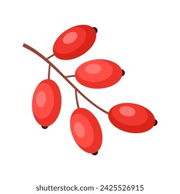 Barberry flat style vector illustration. Fresh berries on white background.