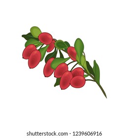 Barberry fruit branch isolated cartoon symbol. Fresh red berry of barberry with green leaves for natural healthy spice and condiments, vegetarian food