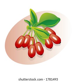 Barberry (Fully Editable Vector Image)