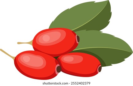 Barberry or Goji Berries Fruits Illustration Isolated on White Background