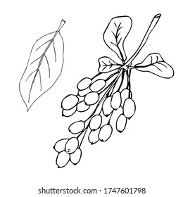 Esbozo vectorial de rama dibujado a mano de Barberry aislado en fondo blanco. Hierba especiada natural, doodle gráfico ingrediente de cocina para el diseño paquete té, cosmético, medicina, tarjeta de saludo