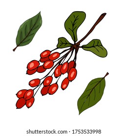 Barberry hand drawn branch vector sketch isolated on white background. Natural spicy herb, graphic doodle cooking ingredient for design package tea, cosmetic, medicine, greeting card